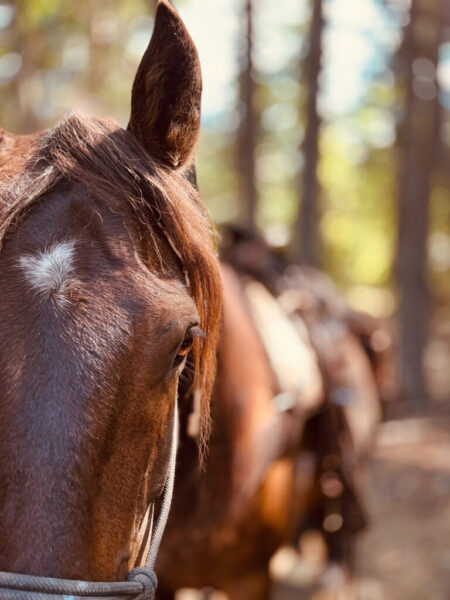 holistichorsemanship.ca holistichorsemanship.ca